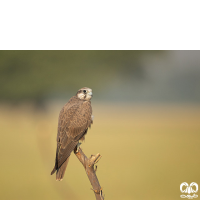 گونه شاهین بلوچی Laggar Falcon